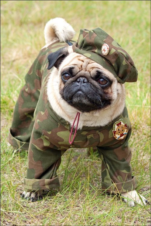 Στρατιωτικοί σκύλοι από την Ουγγαρία με πιστοποιητικά από την Σερβία γίνεται;