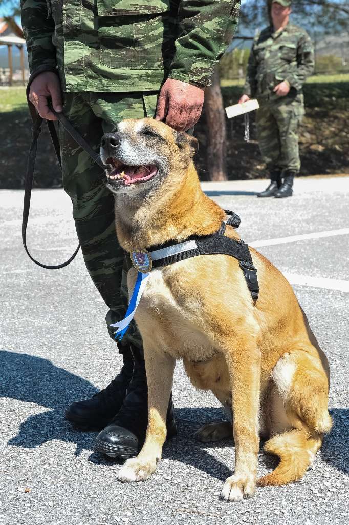 ΠΟΕΣ: Κρούσμα κορονοϊού σε σχολείο εκπαίδευσης στρατιωτικών σκύλων