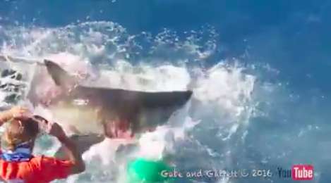 Τίποτα πιο φονικό από έναν εκνευρισμένο καρχαρία! Απίστευτο βίντεο!