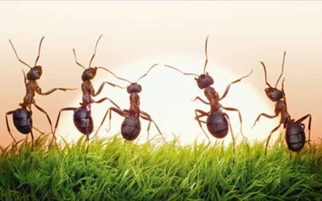 Τα μυρμήγκια δεν αφήνουν τραυματίες στο πεδίο μάχης!Επιστημονική έρευνα