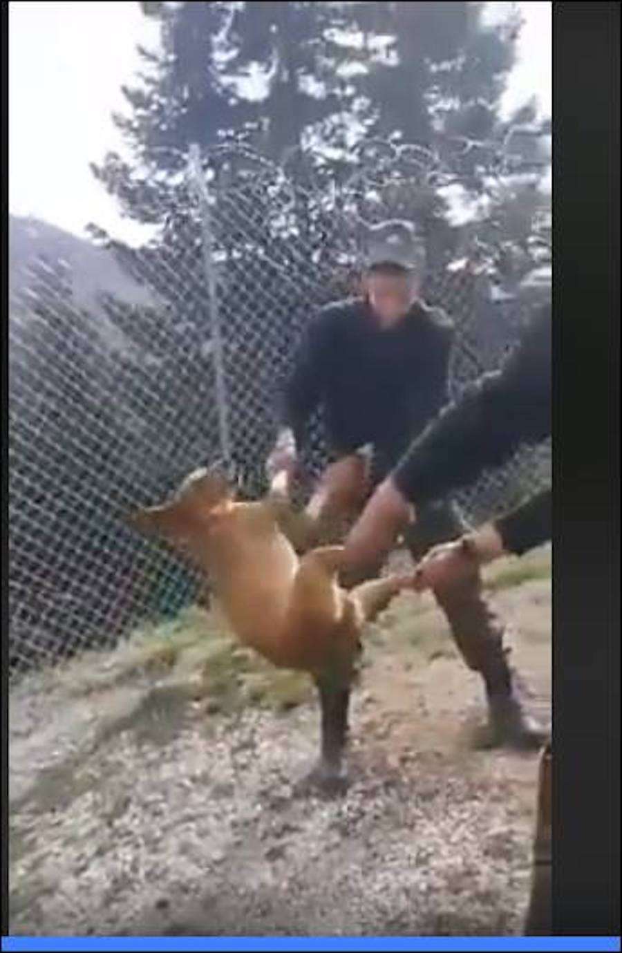 Έρευνα από το ΓΕΣ για το βίντεο που δείχνει στρατιώτες να κακοποιούν σκύλο