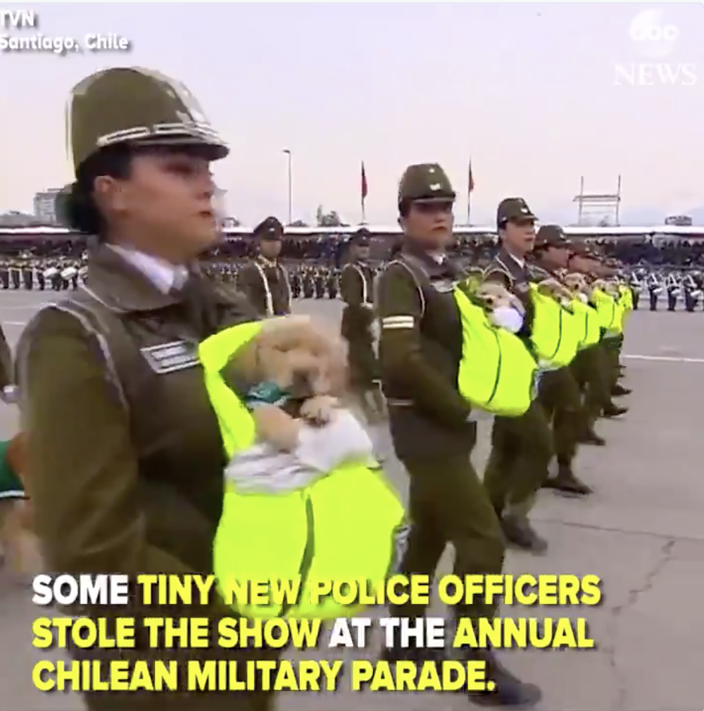 Τα 9 κουτάβια πρωταγωνιστές σε στρατιωτική παρέλαση! Βίντεο