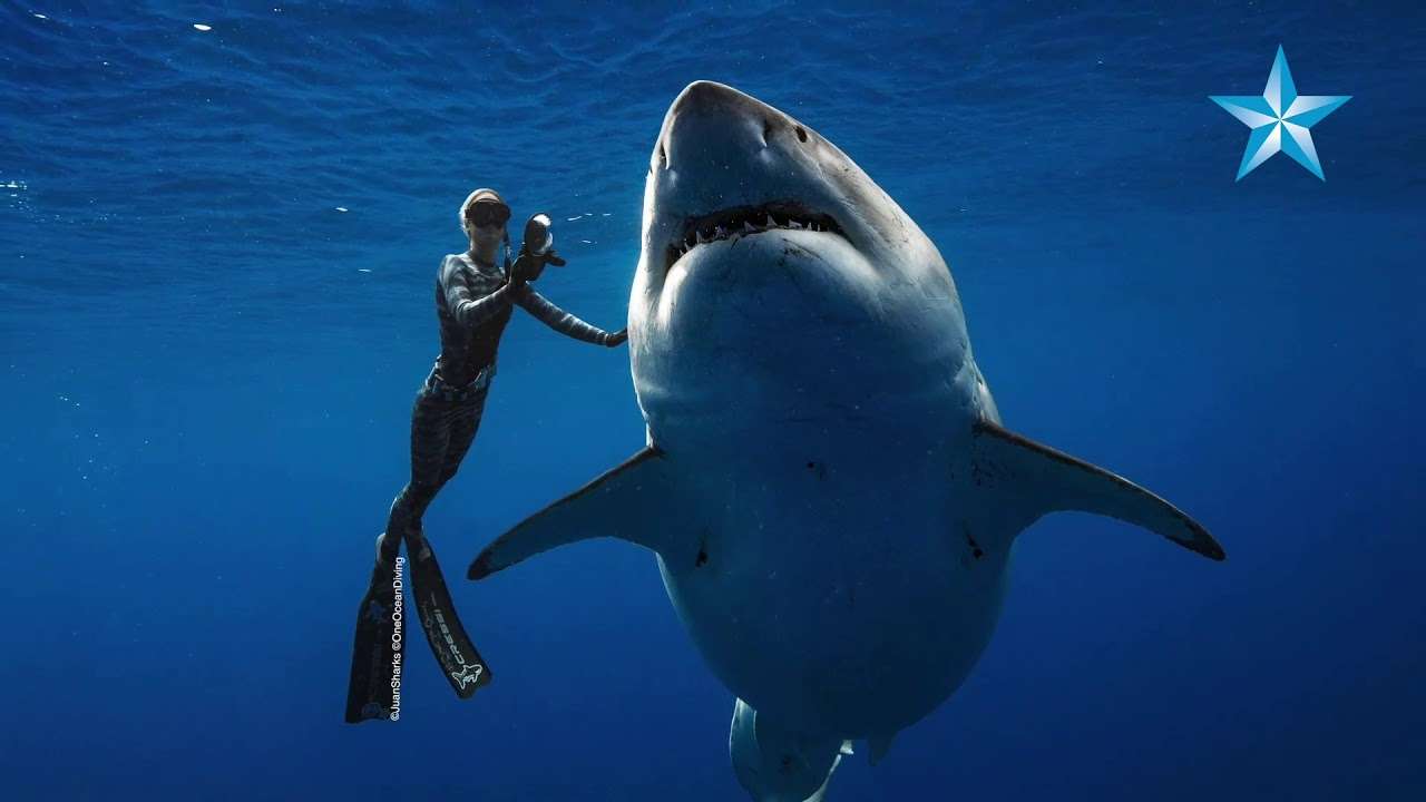 Χορεύοντας μ΄ έναν καρχαρία! Βίντεο