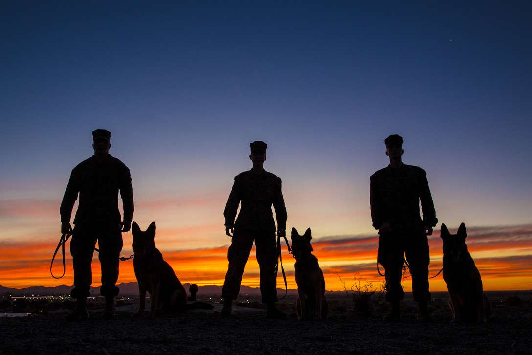 «Κατάταξη» 23 στρατιωτικών σκύλων στην Πολεμική Αεροπορία