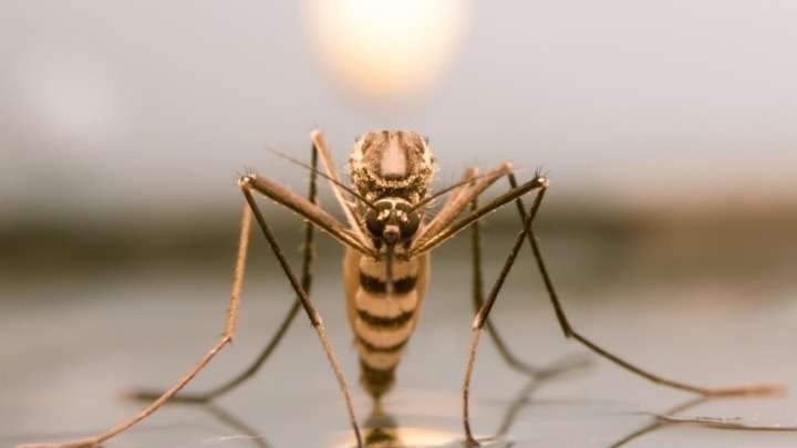 Υγεία: Ο κίνδυνος από την εξάπλωση ασθενειών από τσίμπημα κουνουπιού αυξάνεται στην Ευρώπη  