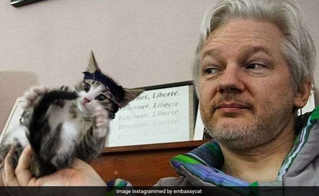 Βρετανία: Ο γάτος του Ασάνζ είναι ασφαλής διαβεβαιώνει το WikiLeaks