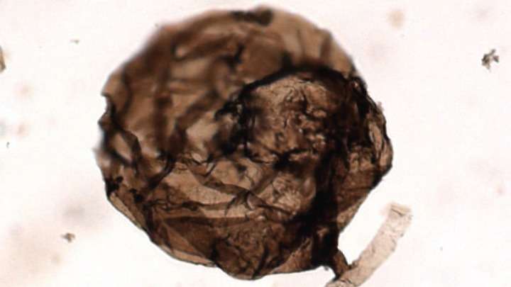 Ανακαλύφθηκε το αρχαιότερο μικροαπολίθωμα μύκητα