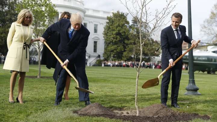 Δεν επιβίωσε το δέντρο φιλίας που φύτεψαν οι Τραμπ και Μακρόν