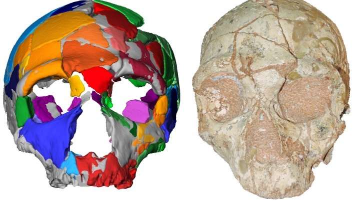 Κρανίο 210.000 ετών από την Ελλάδα το αρχαιότερο δείγμα σύγχρονου ανθρώπου σε όλη την Ευρασία