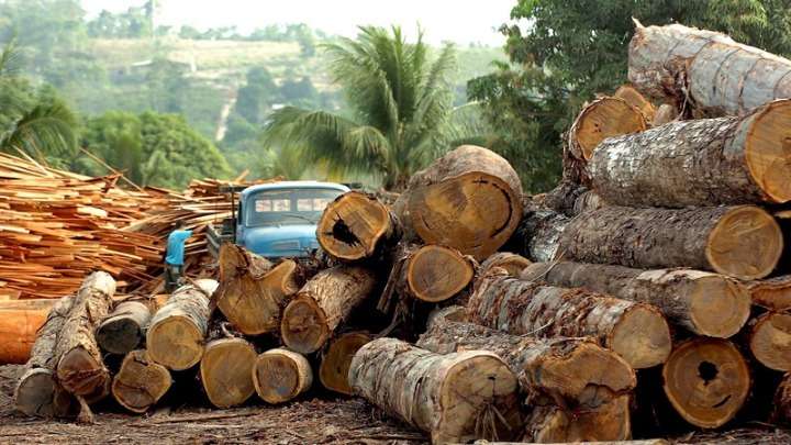 Η αποψίλωση των δασών στη Βραζιλία τετραπλασιάστηκε σ΄ένα χρόνο!