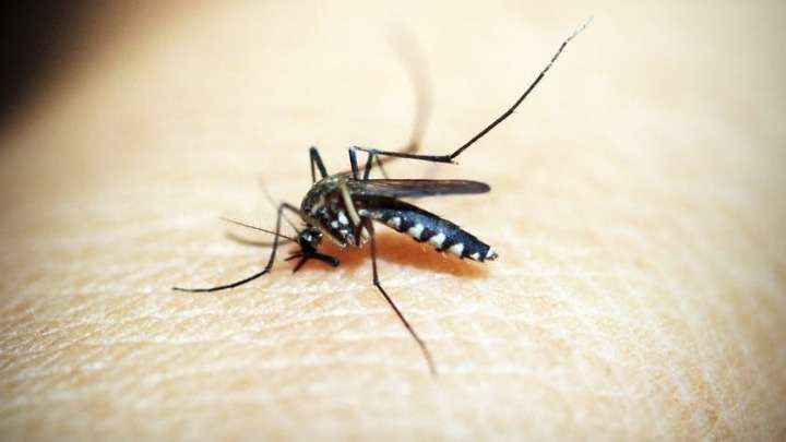 Πώς τα κουνούπια άλλαξαν τον κόσμο μας (και ακόμη συνεχίζουν)