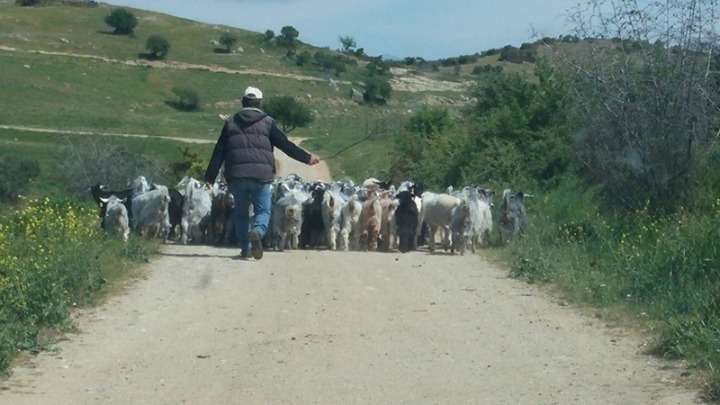 Ο κορονοϊός πλήττει την κτηνοτροφία στην Ελλάδα