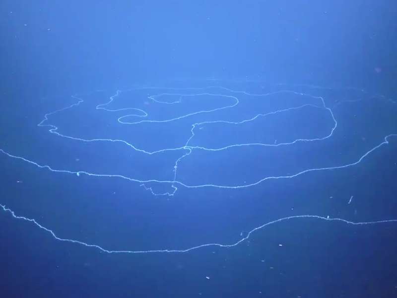 Ανακαλύφθηκε στα βάθη της θάλασσας το μακρύτερο στη Γη ζώο μήκους άνω των 120 μέτρων
