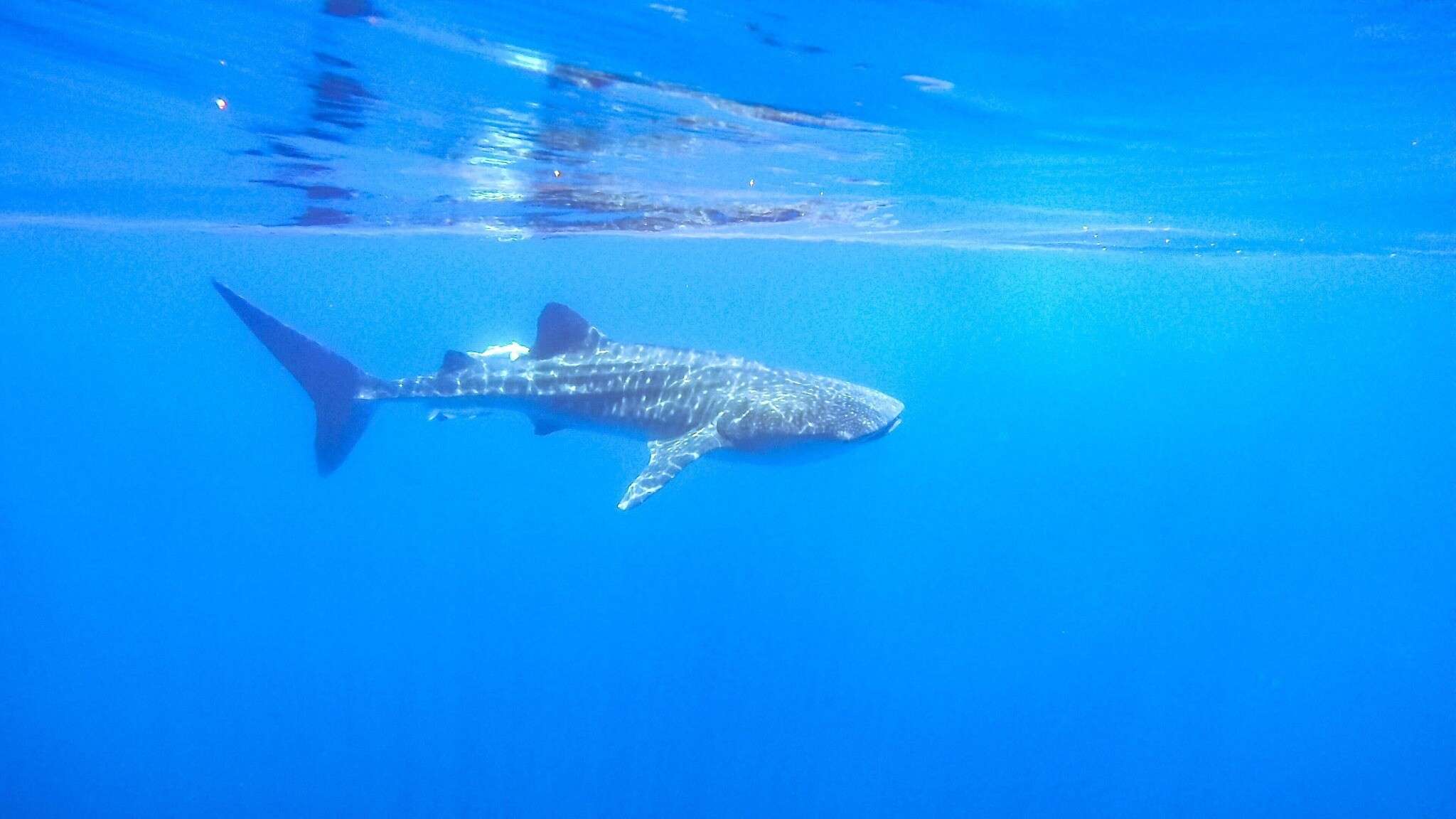 Αυτραλία: Επίθεση καρχαρία σε σέρφερ