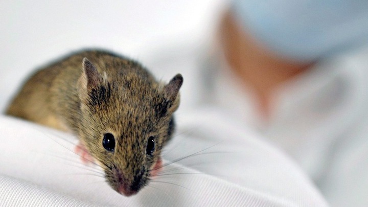 Ιατρική: Παράλυτα ποντίκια με παραπληγία περπάτησαν!