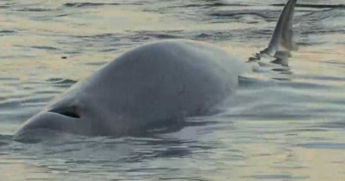 Νεκρή φάλαινα στη Σαλαμίνα: Τι έδειξε η νεκροψία