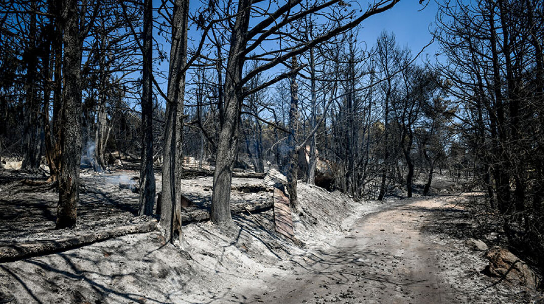 Αναδασωτέα 3.123 στρέμματα της καμένης δασικής έκτασης από την πυρκαγιά στο Δήμο Βάρης