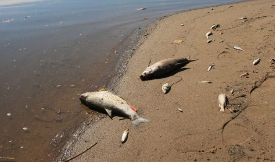 Το «Τσερνόμπιλ» του ποταμού Όντερ - Χιλιάδες νεκρά ψάρια σε Γερμανία και Πολωνία