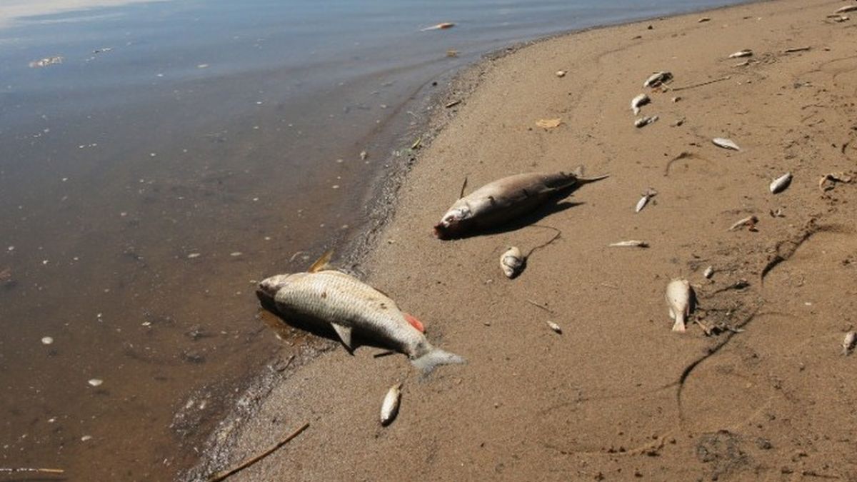 Το «Τσερνόμπιλ» του ποταμού Όντερ - Χιλιάδες νεκρά ψάρια σε Γερμανία και Πολωνία