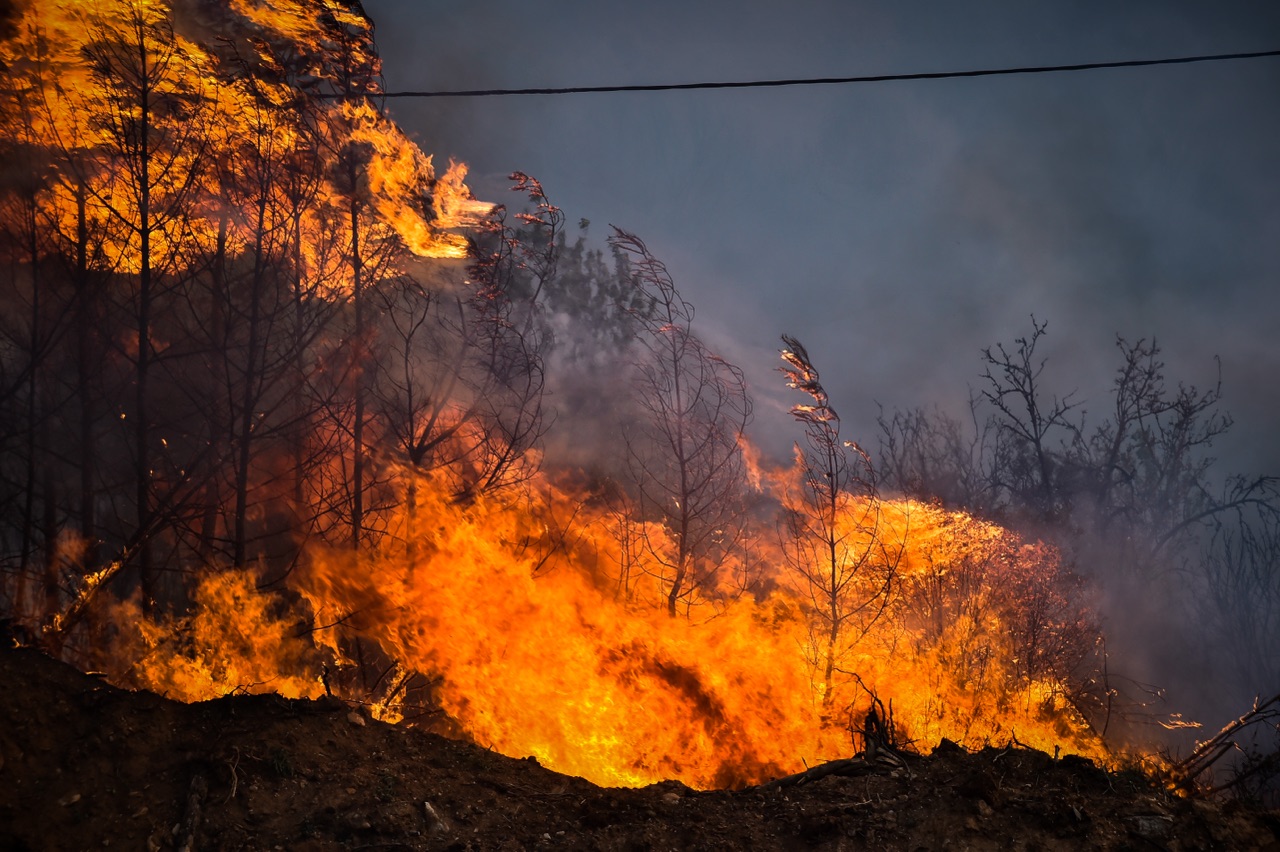 Πρόληψη δασικών πυρκαγιών: Ας δούμε το δάσος και όχι το δέντρο